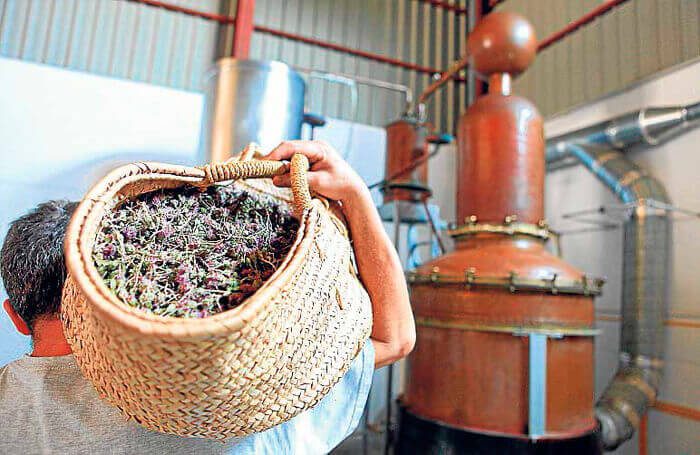 Familia Marí Mayans